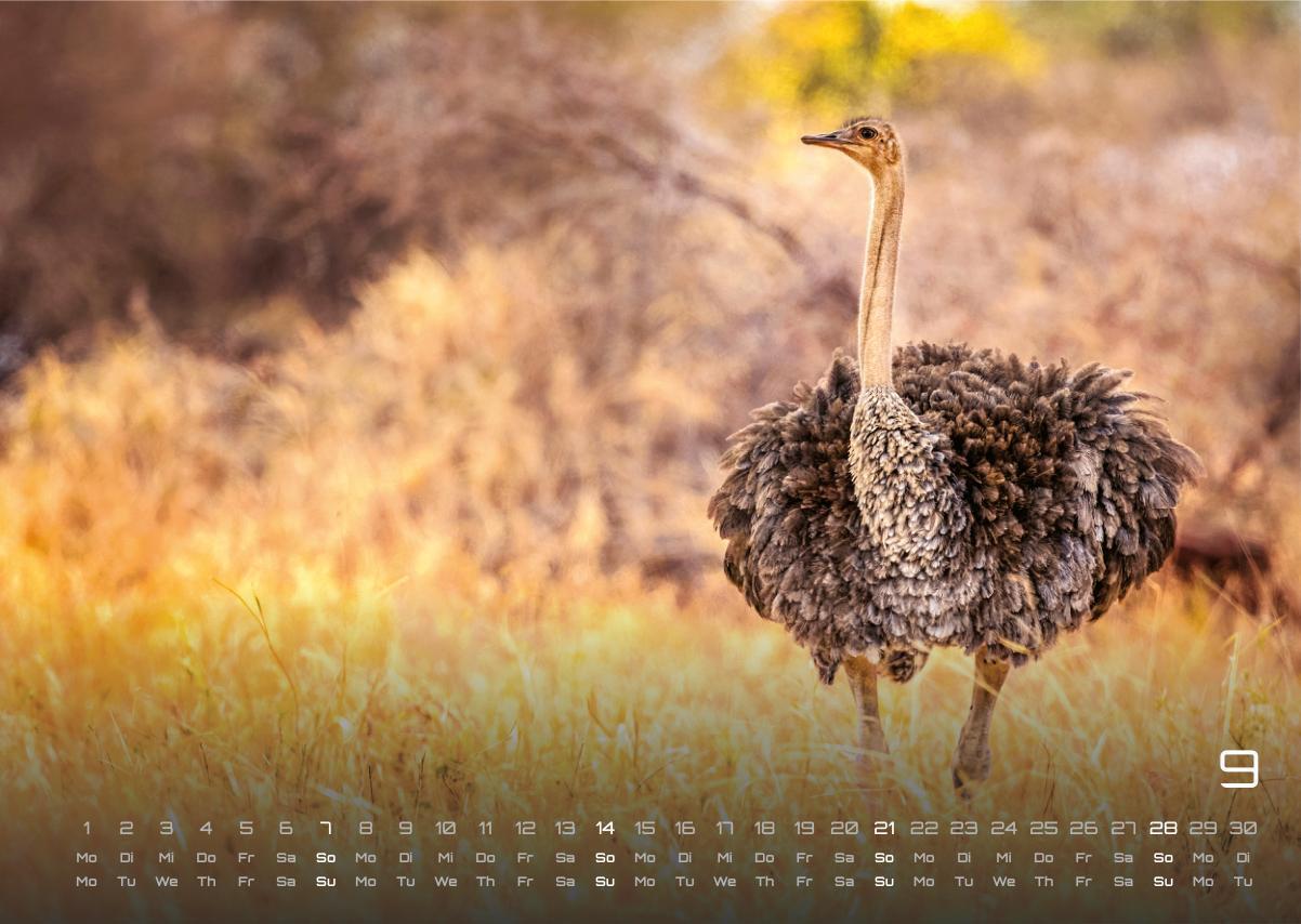 Bild: 9783986734381 | Afrikas Tierwelt - Der Tierkalender - 2025 - Kalender DIN A3 | 15 S.