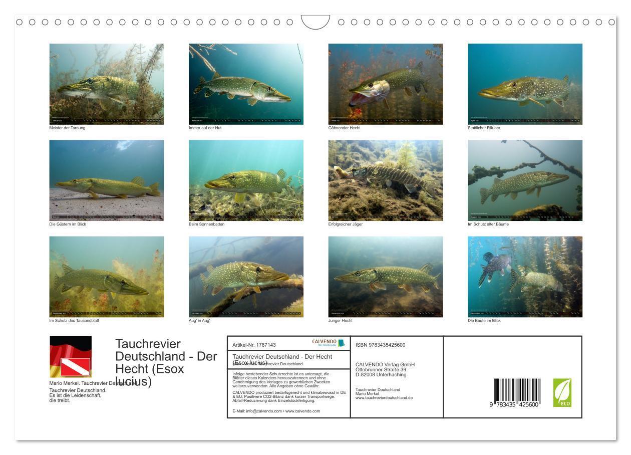 Bild: 9783435425600 | Tauchrevier Deutschland - Der Hecht (Esox lucius) (Wandkalender...