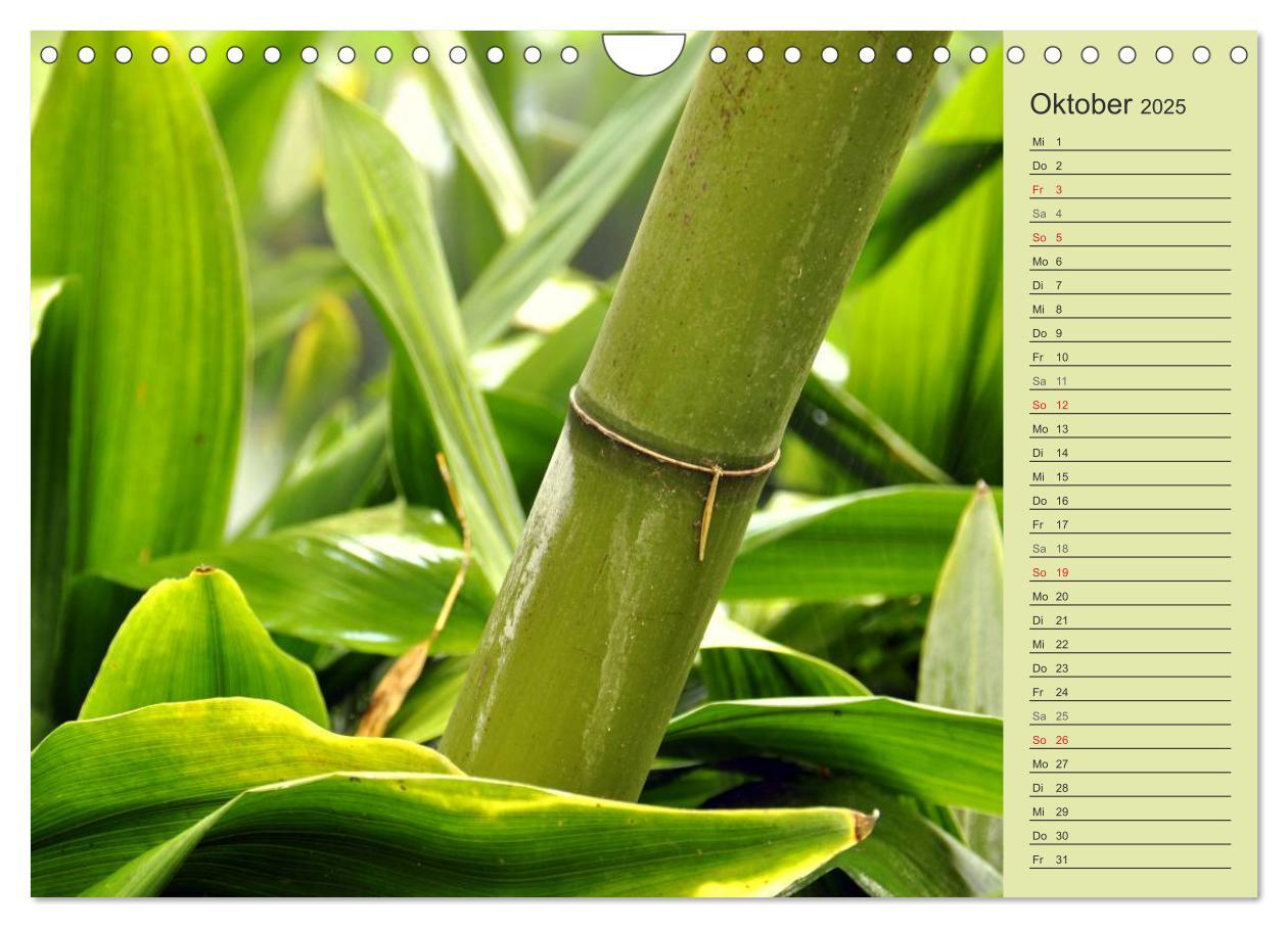 Bild: 9783435549757 | BAMBUS (Wandkalender 2025 DIN A4 quer), CALVENDO Monatskalender | 2025