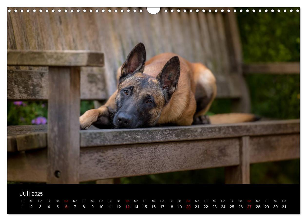 Bild: 9783435643127 | Belgischer Schäferhund - Der Malinois (Wandkalender 2025 DIN A3...