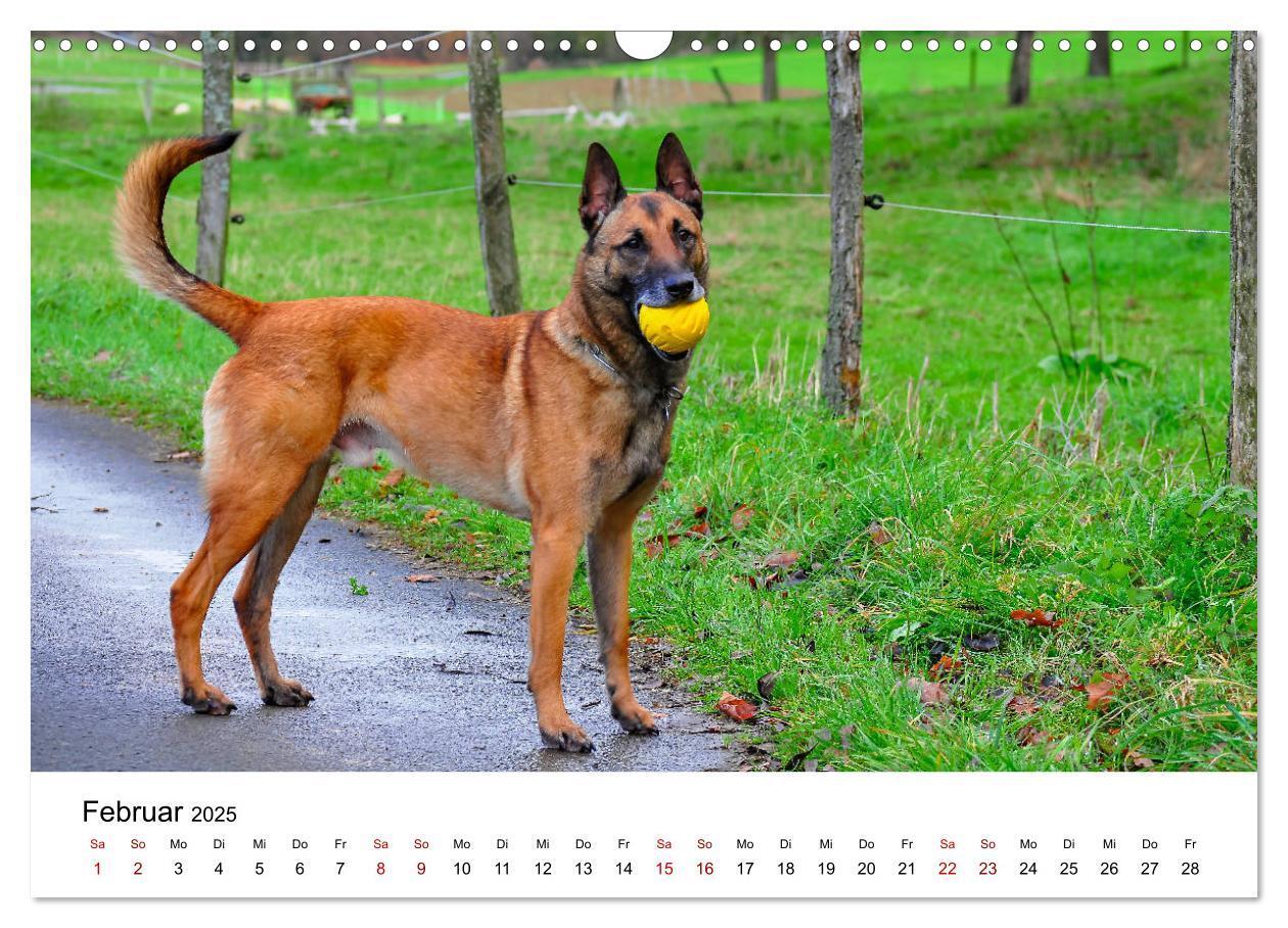 Bild: 9783435340019 | Malinois - Wahnsinn auf vier Pfoten (Wandkalender 2025 DIN A3...