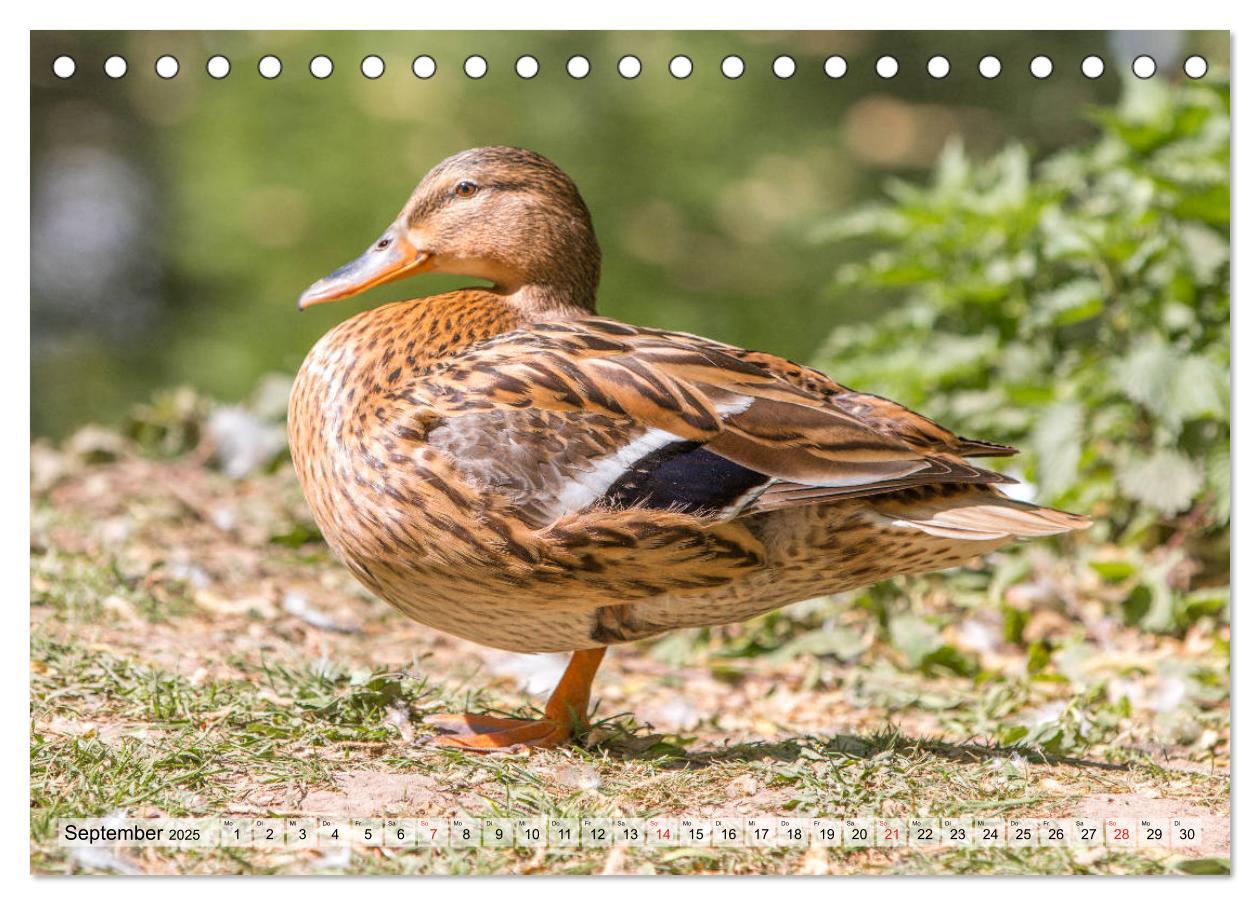 Bild: 9783435115358 | Wunderschöne Stockenten - Europäische Wasservögel (Tischkalender...