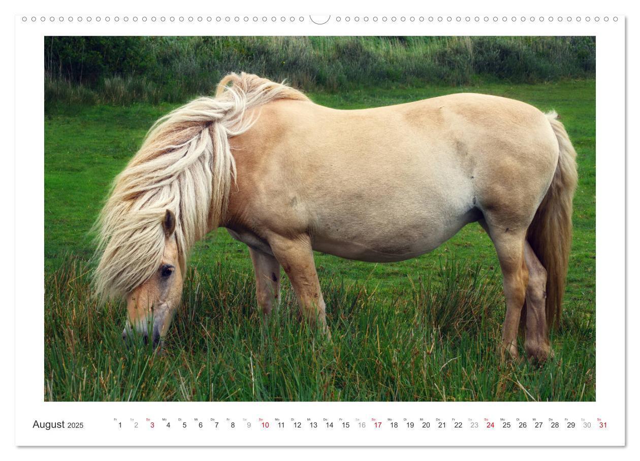 Bild: 9783435689996 | Der Pferdekalender (hochwertiger Premium Wandkalender 2025 DIN A2...