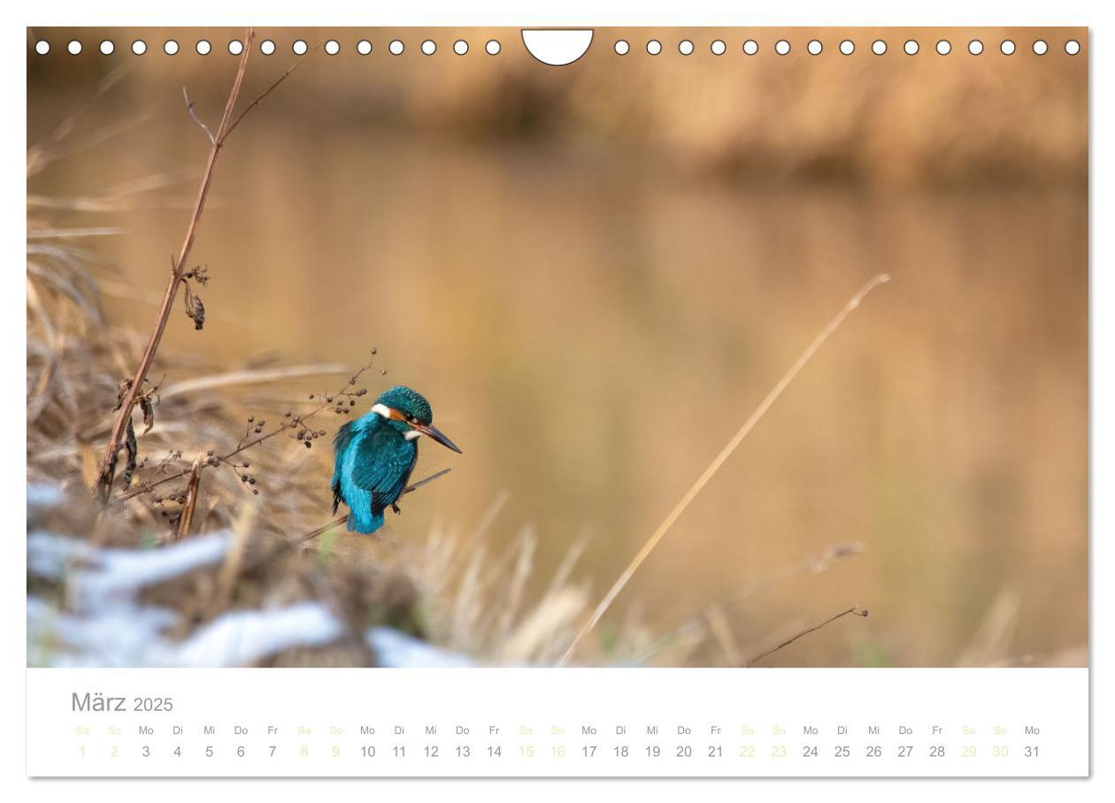 Bild: 9783435010301 | Eisvogel im Porträt (Wandkalender 2025 DIN A4 quer), CALVENDO...