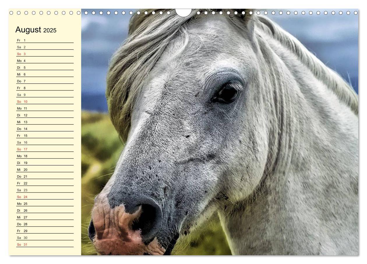 Bild: 9783435529353 | Wilde Pferde. Mustangs in USA (Wandkalender 2025 DIN A3 quer),...