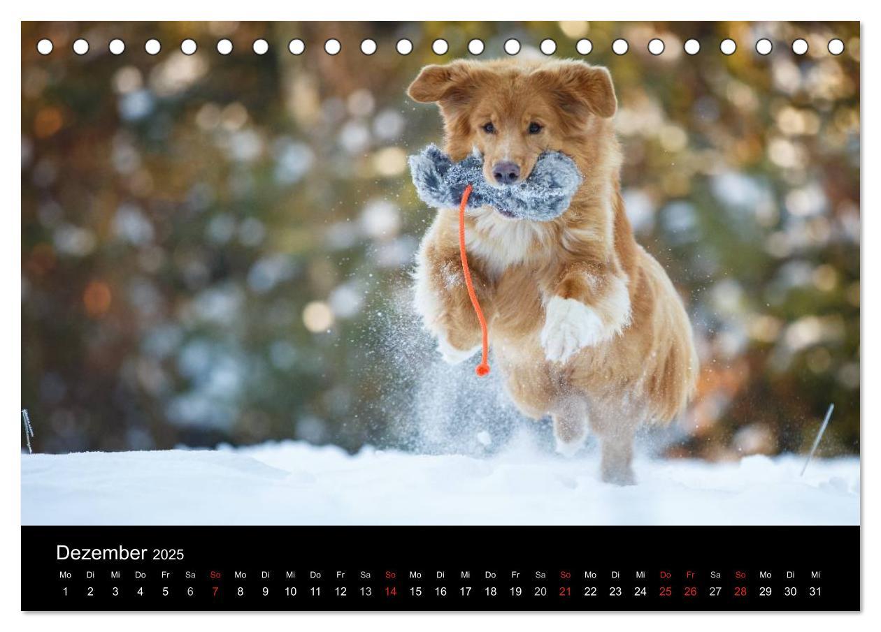 Bild: 9783435626076 | Toller - Nova Scotia Duck Tolling Retriever (Tischkalender 2025 DIN...