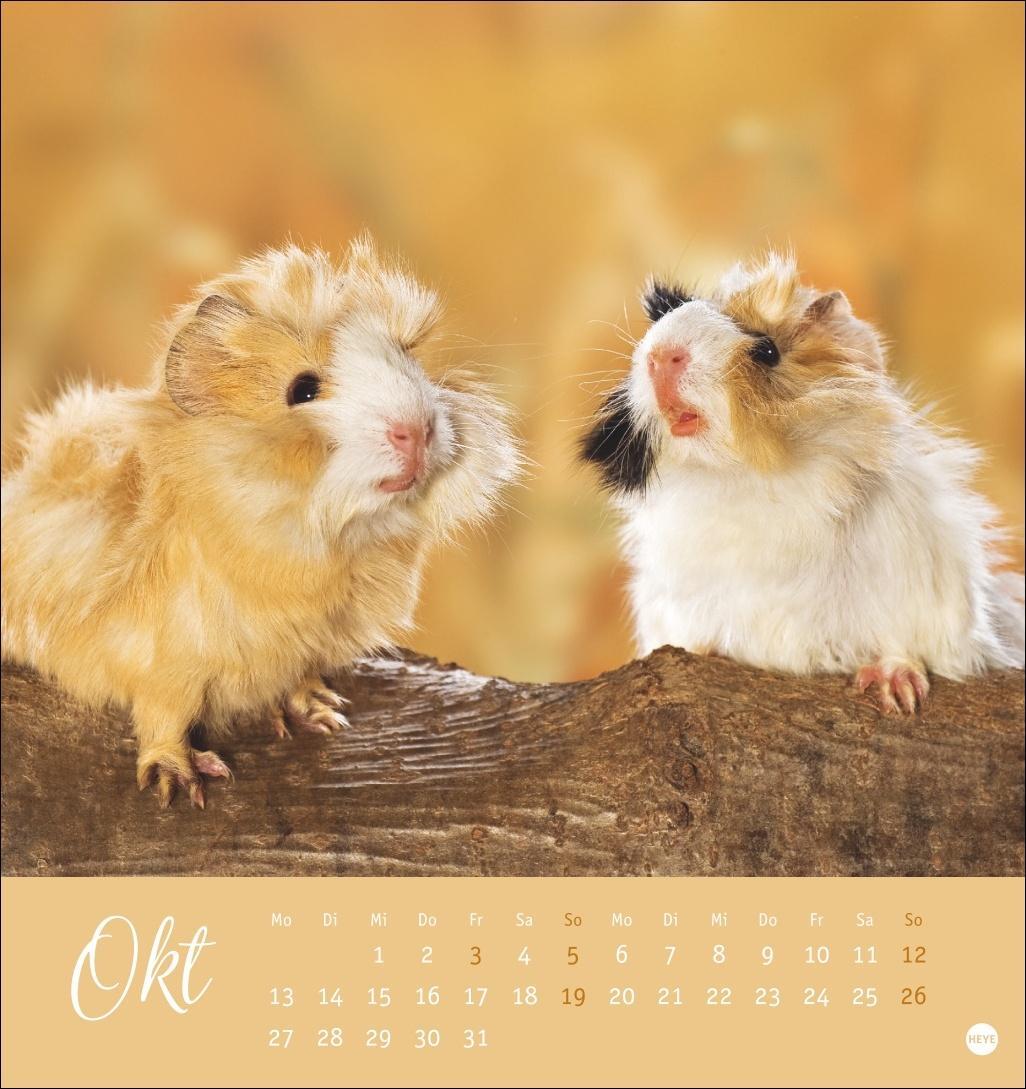 Bild: 9783756407101 | Kuschelige Meerschweinchen Postkartenkalender 2025 | Kalender | 13 S.