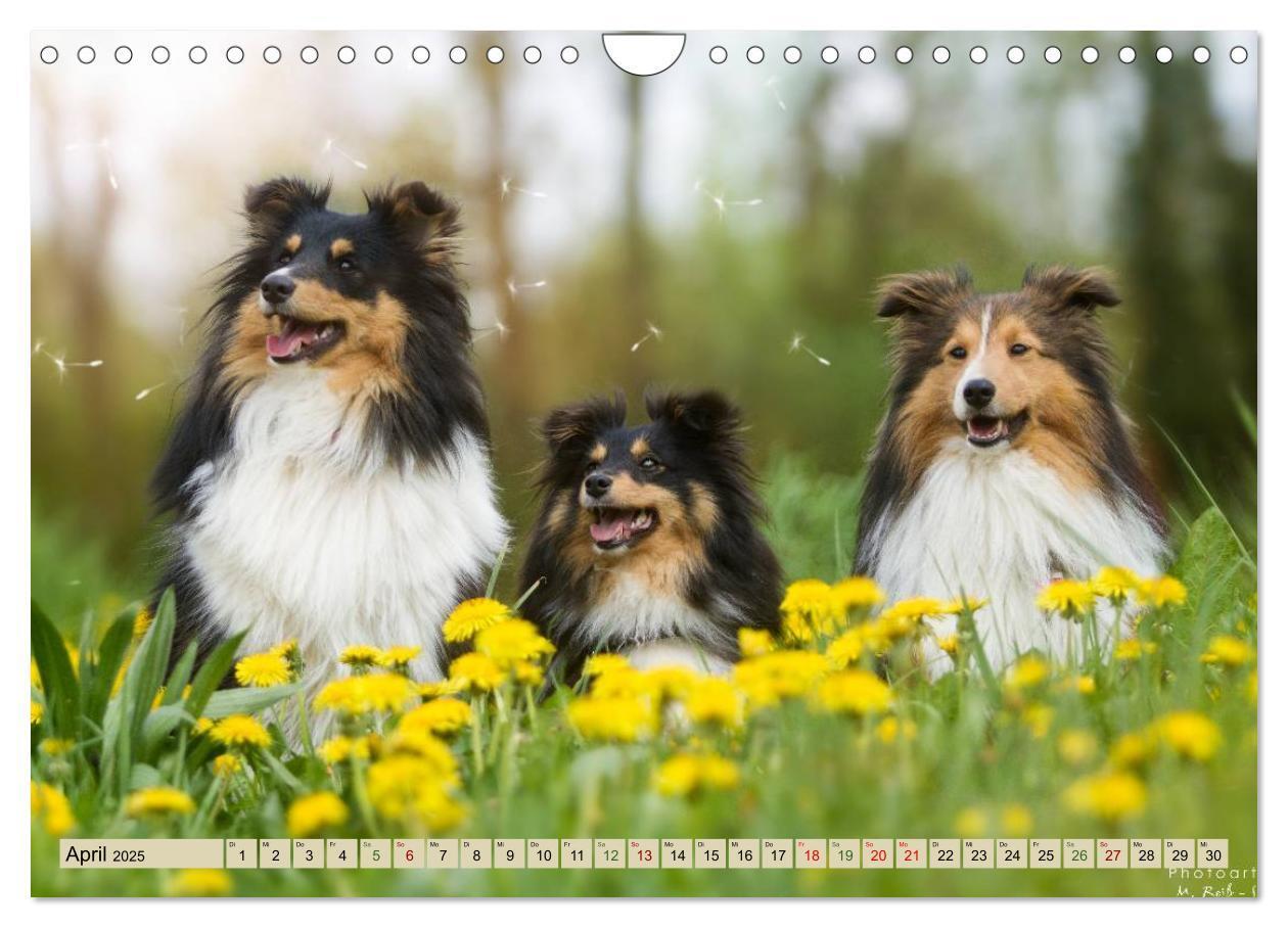 Bild: 9783435423705 | SHELTIES Liebe auf 4 Pfoten (Wandkalender 2025 DIN A4 quer),...