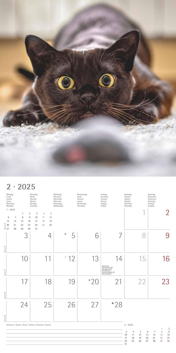 Bild: 4251732340827 | Funny Cats 2025 - Broschürenkalender 30x30 cm (30x60 geöffnet) -...