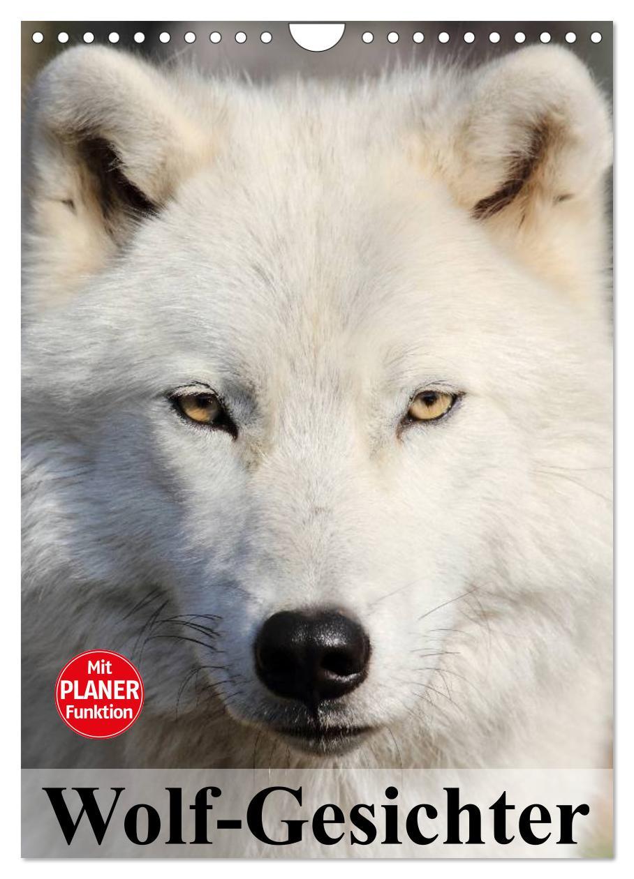 Cover: 9783457024201 | Wolf-Gesichter (Wandkalender 2025 DIN A4 hoch), CALVENDO...