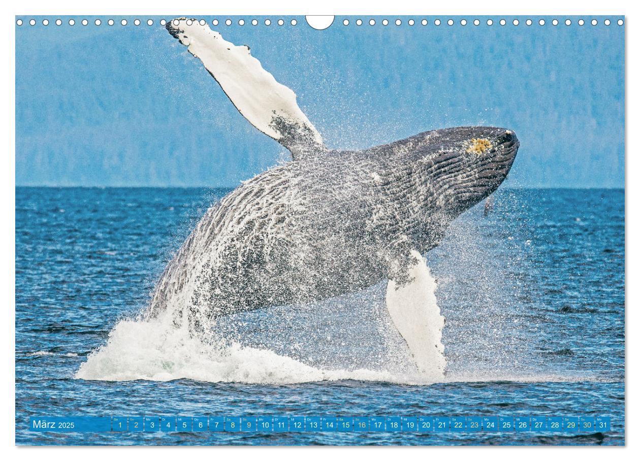 Bild: 9783383864636 | Wale: Giganten der Meere (Wandkalender 2025 DIN A3 quer), CALVENDO...