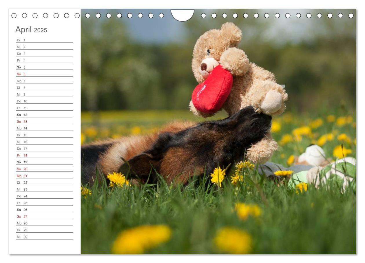 Bild: 9783435474035 | Deutsche Schäferhunde Seelentröster (Wandkalender 2025 DIN A4...