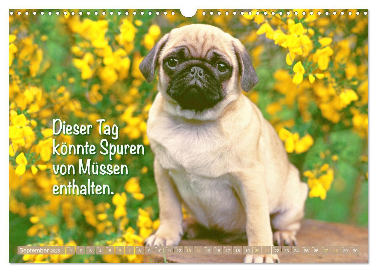 Bild: 9783457167168 | Lächeln mit Mops (Wandkalender 2025 DIN A3 quer), CALVENDO...