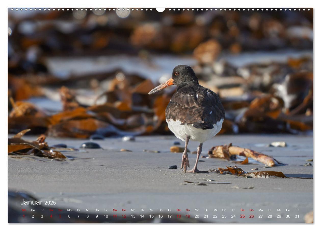 Bild: 9783435020027 | Vögel an Deutschlands Küsten (Wandkalender 2025 DIN A2 quer),...