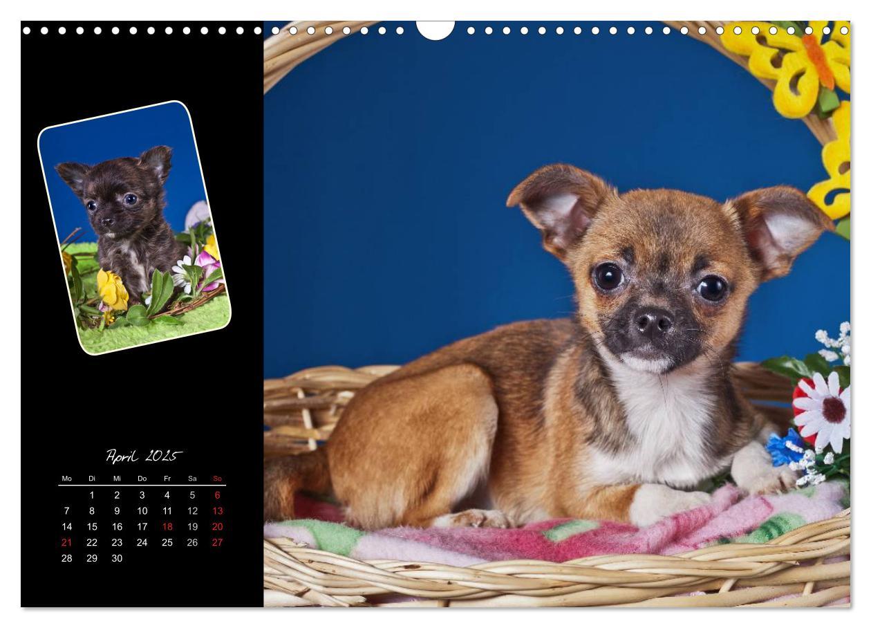 Bild: 9783435835294 | Chihuahua Welpen und Freunde (Wandkalender 2025 DIN A3 quer),...