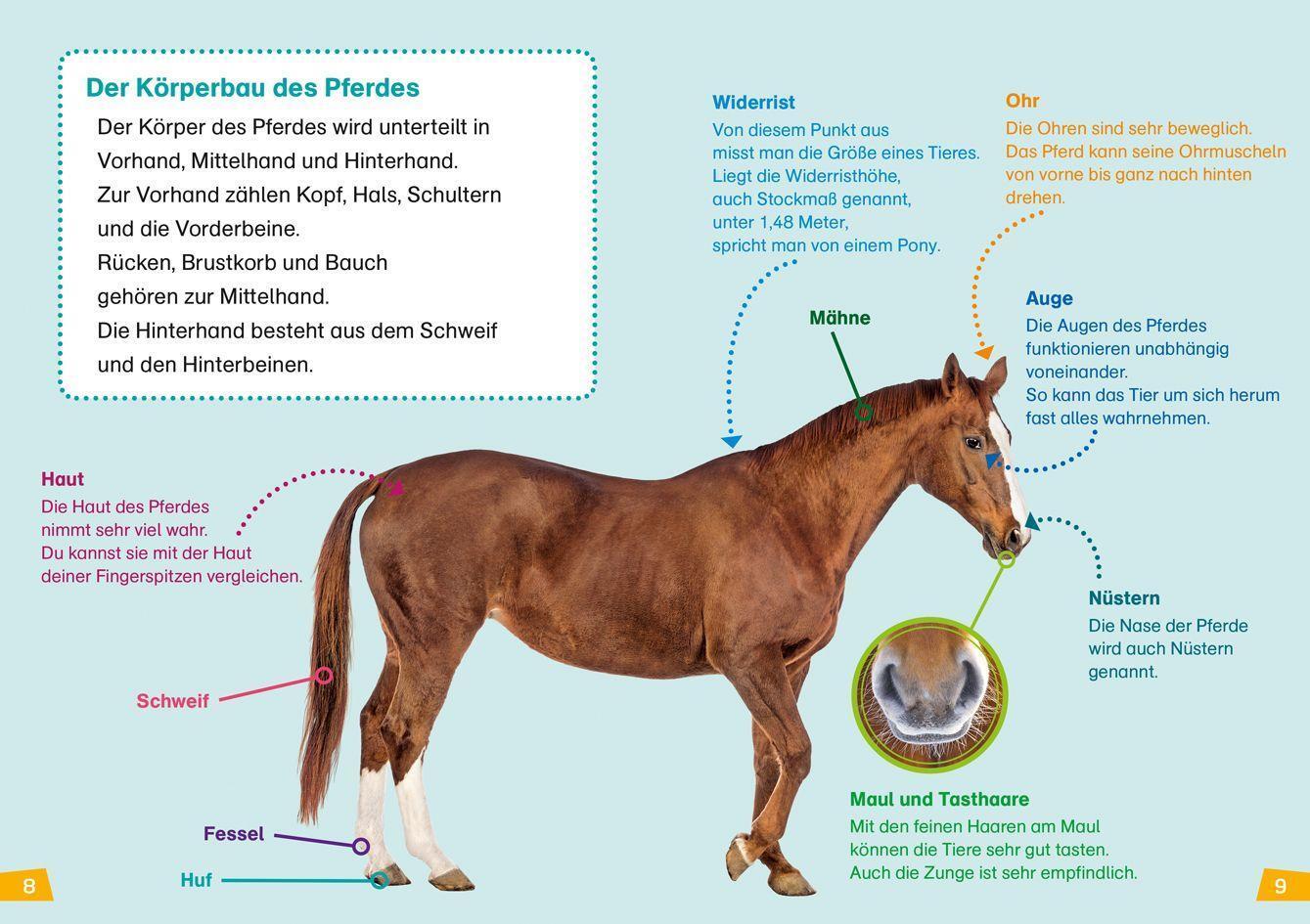 Bild: 9783788626440 | WAS IST WAS Erstes Lesen Band 7. Pferde und Ponys | Christina Braun