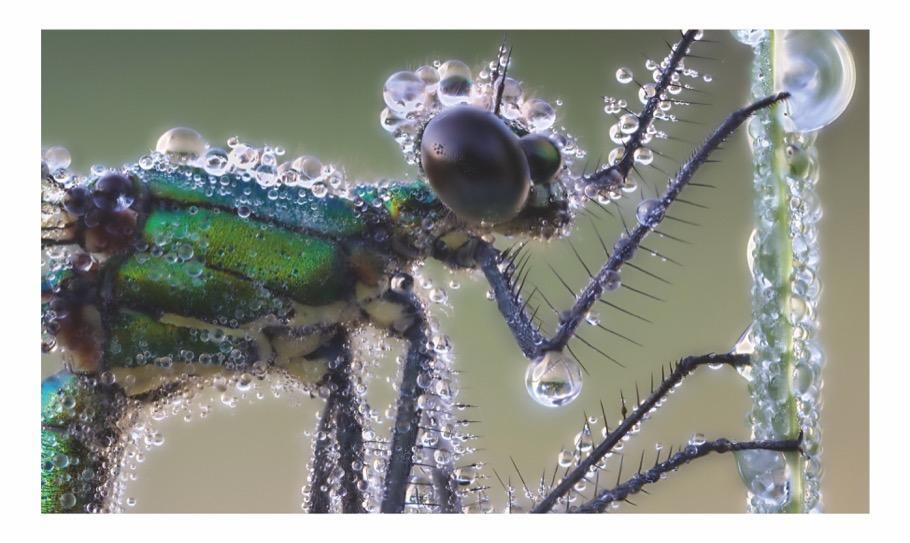 Bild: 9783862467372 | Verborgene Wildnis Bayern | Faszinierende Natur vor unserer Haustür