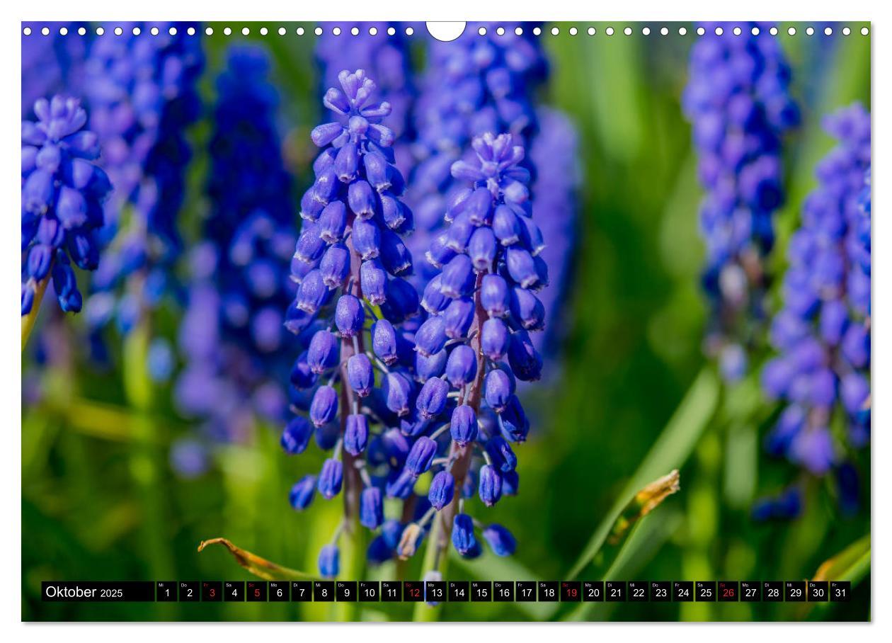 Bild: 9783435227884 | Kleine Blumen ganz groß (Wandkalender 2025 DIN A3 quer), CALVENDO...