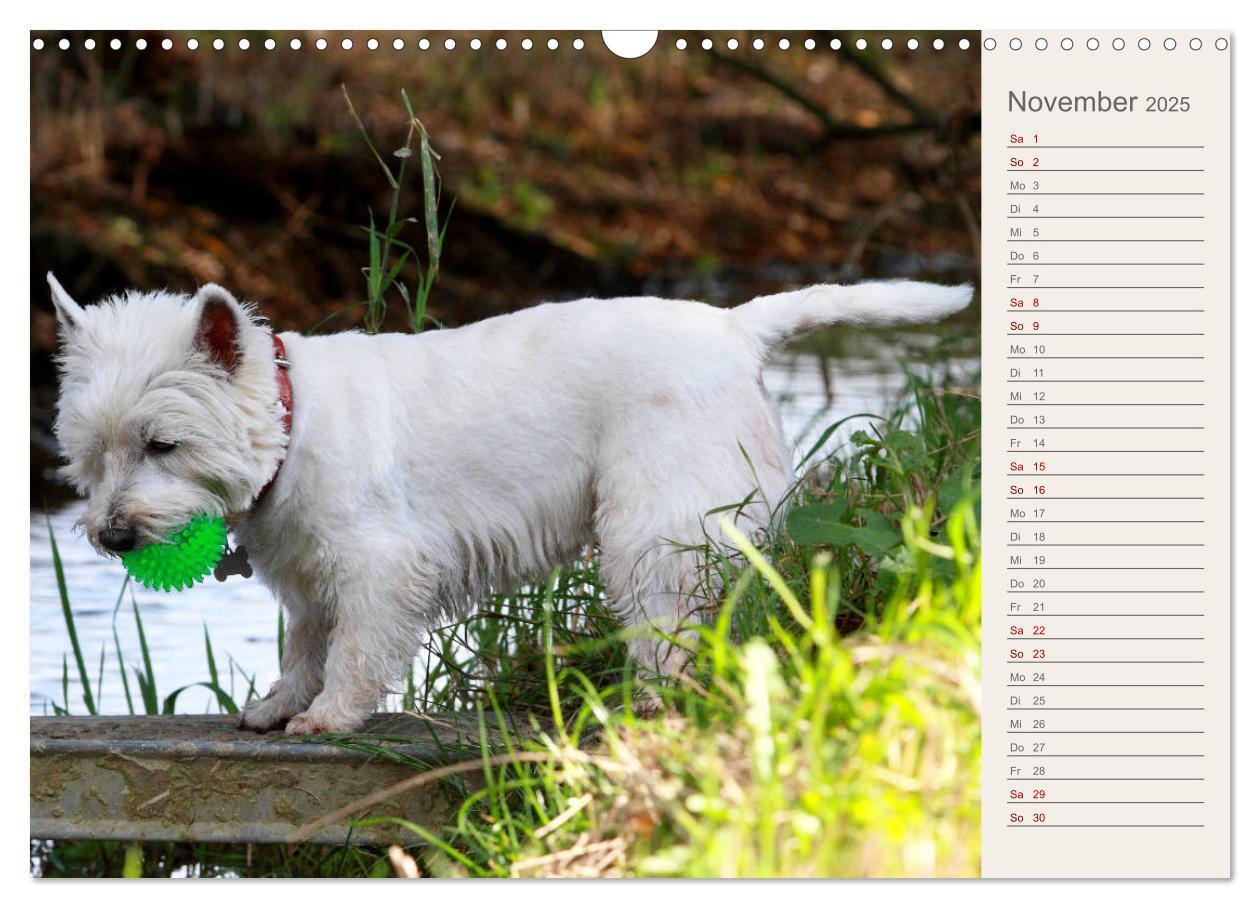 Bild: 9783435408290 | West Highland White Terrier - Selbstbewustes Powerpaket - der...