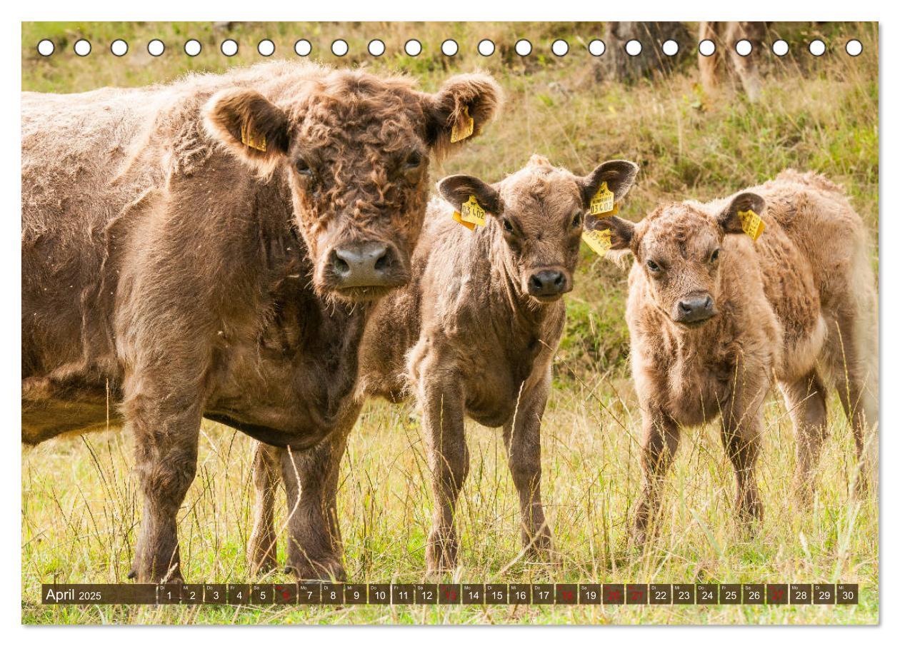 Bild: 9783435180806 | Schöne Schotten - Galloway im Porträt (Tischkalender 2025 DIN A5...