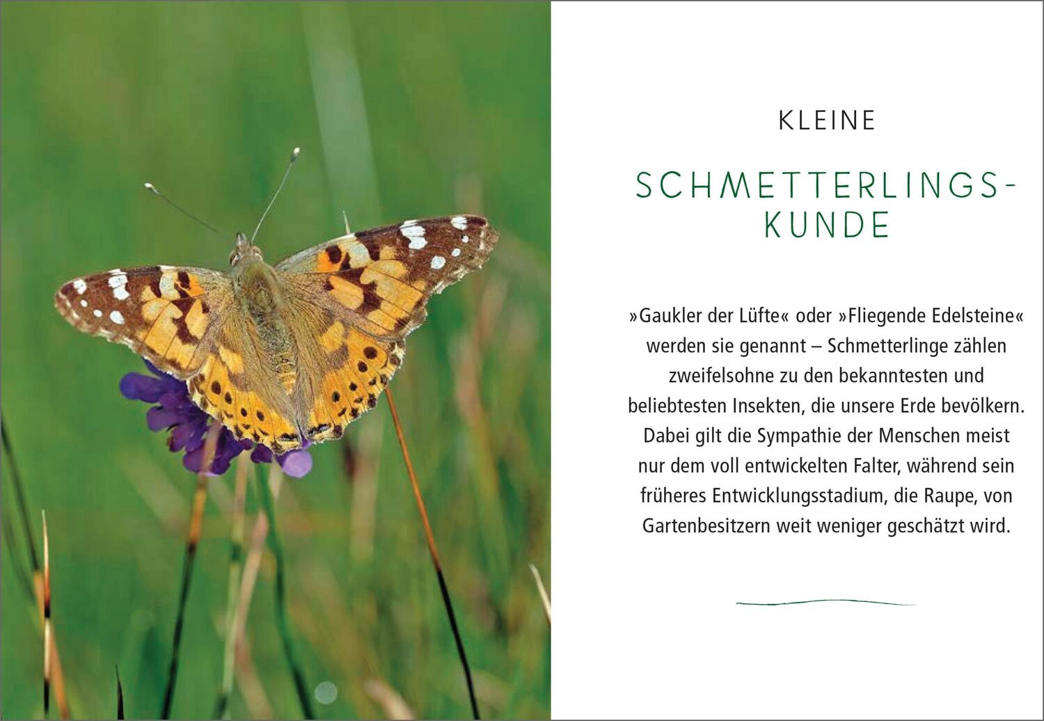 Bild: 9783809442028 | Ein Gartenparadies für Schmetterlinge. Die schönsten Blumen,...