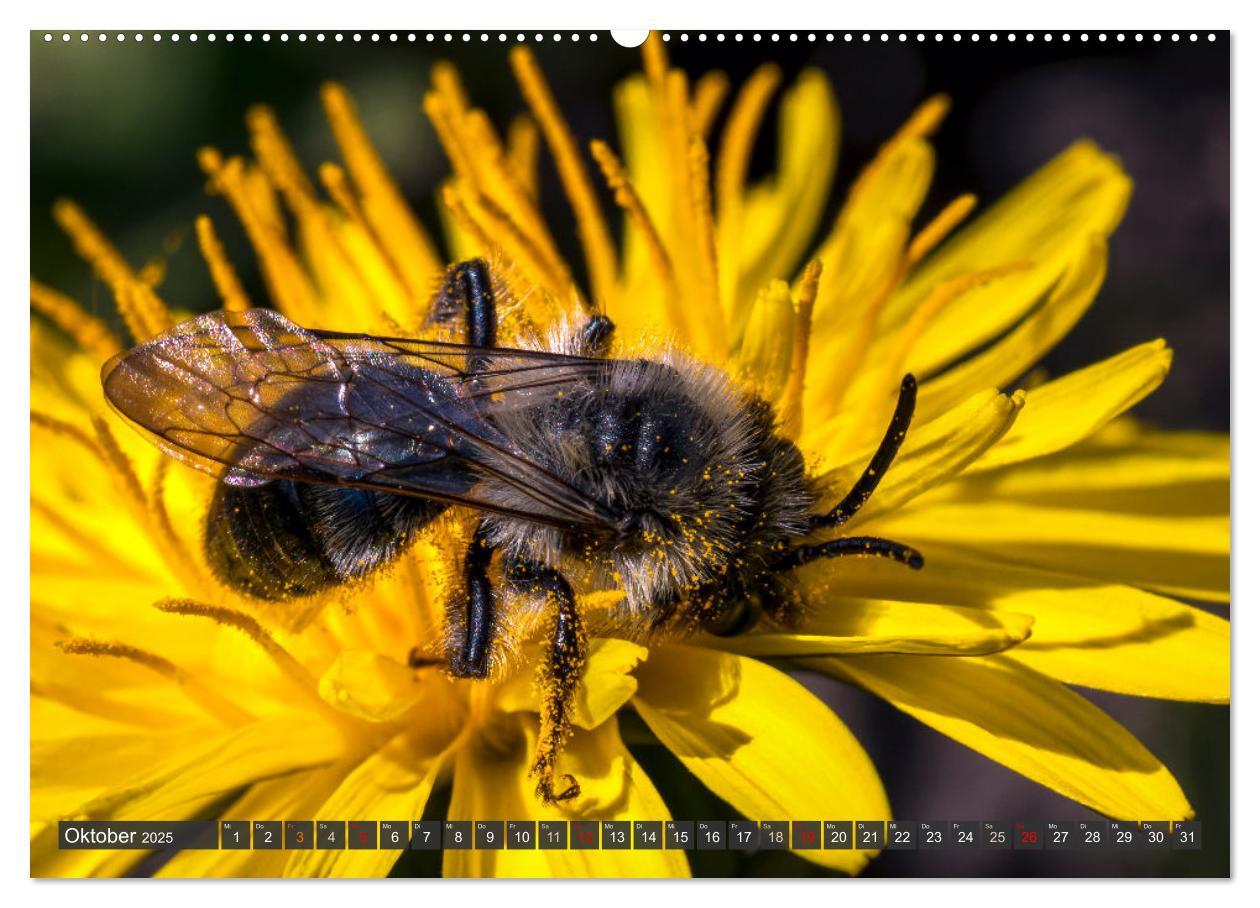 Bild: 9783383794384 | Sehe die Bienen (Wandkalender 2025 DIN A2 quer), CALVENDO...