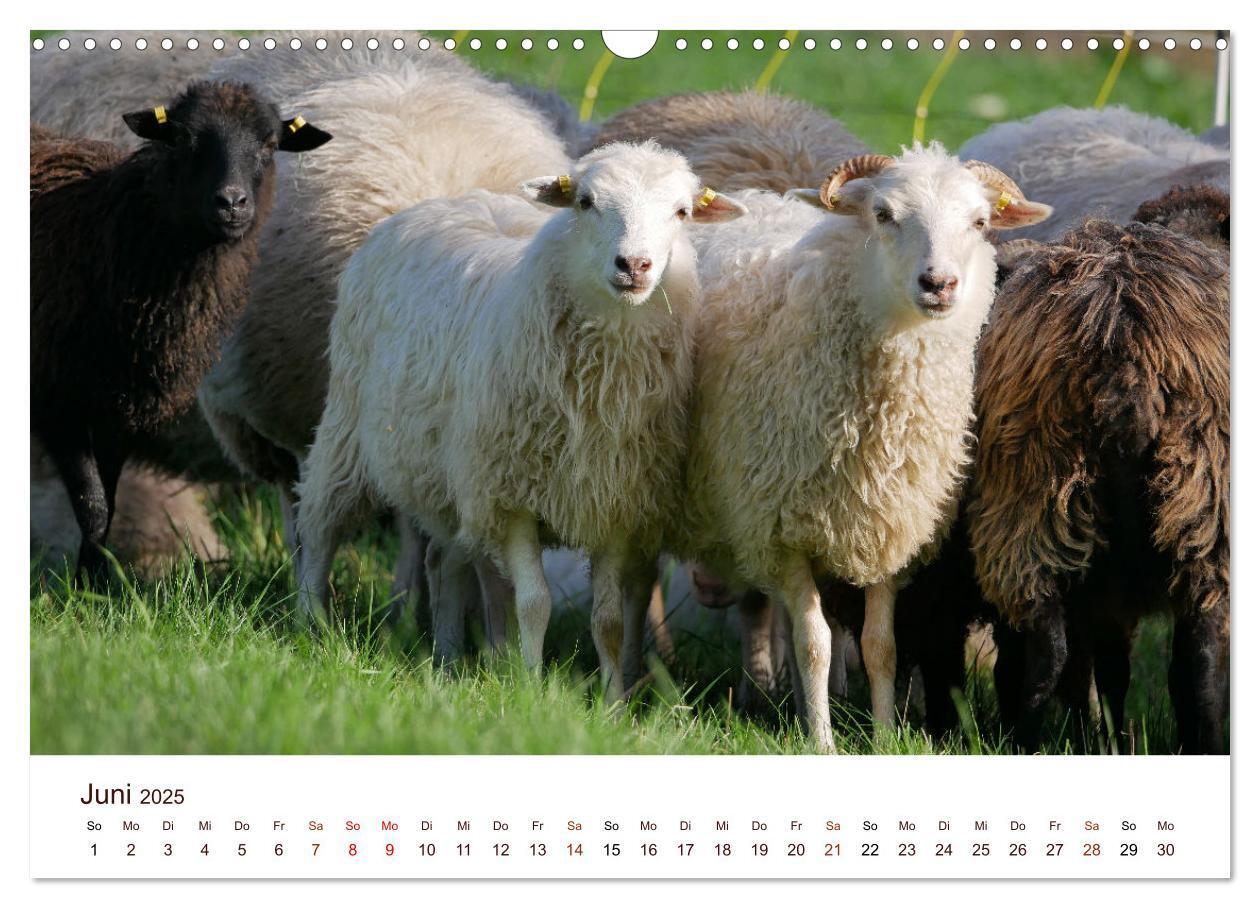 Bild: 9783435172245 | Schöne Schafe (Wandkalender 2025 DIN A3 quer), CALVENDO Monatskalender