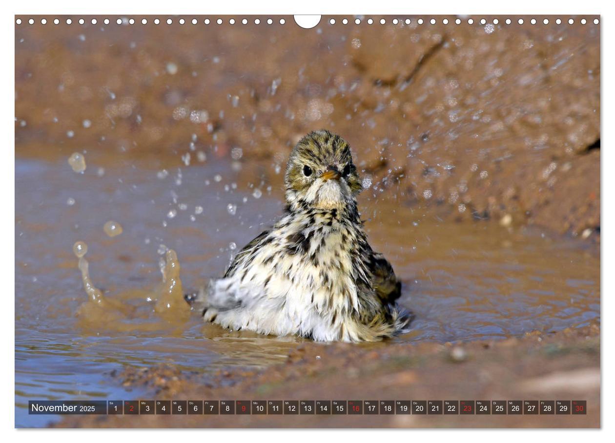 Bild: 9783435192755 | Heimische Singvögel in Feld und Flur (Wandkalender 2025 DIN A3...