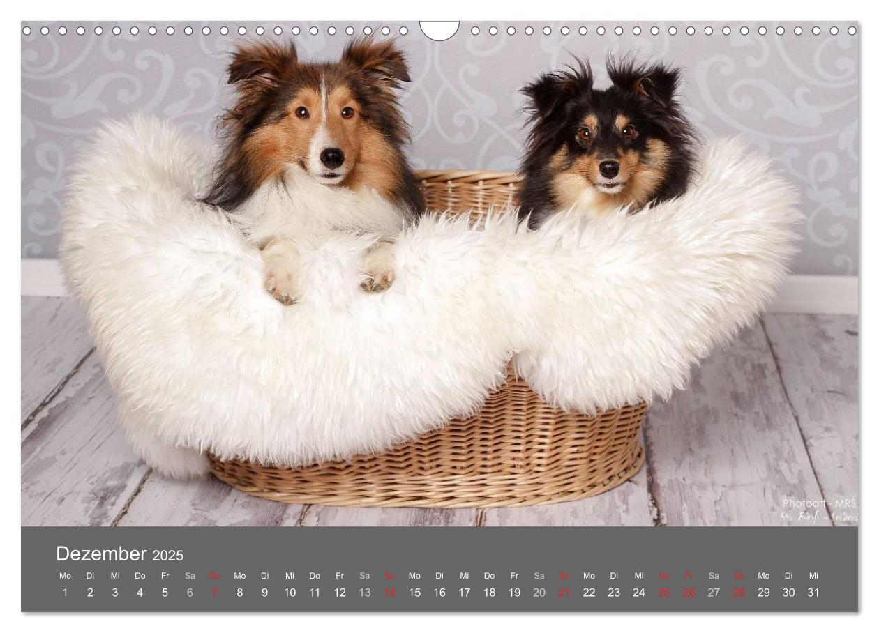 Bild: 9783435731756 | Shelties : Charmeure auf 4 Pfoten (Wandkalender 2025 DIN A3 quer),...