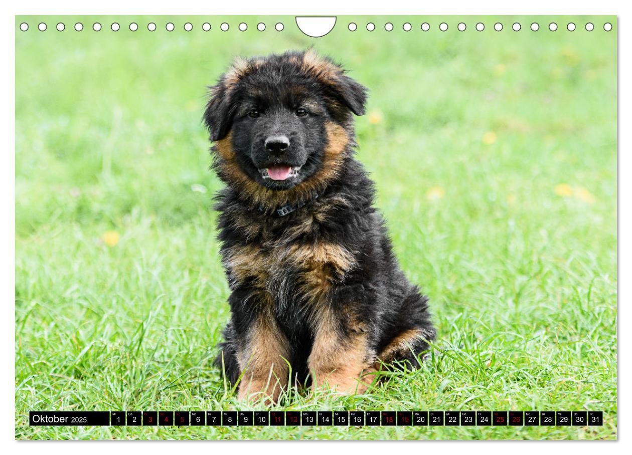 Bild: 9783383860904 | Langstockhaar - Schäferhund - Babys (Wandkalender 2025 DIN A4...