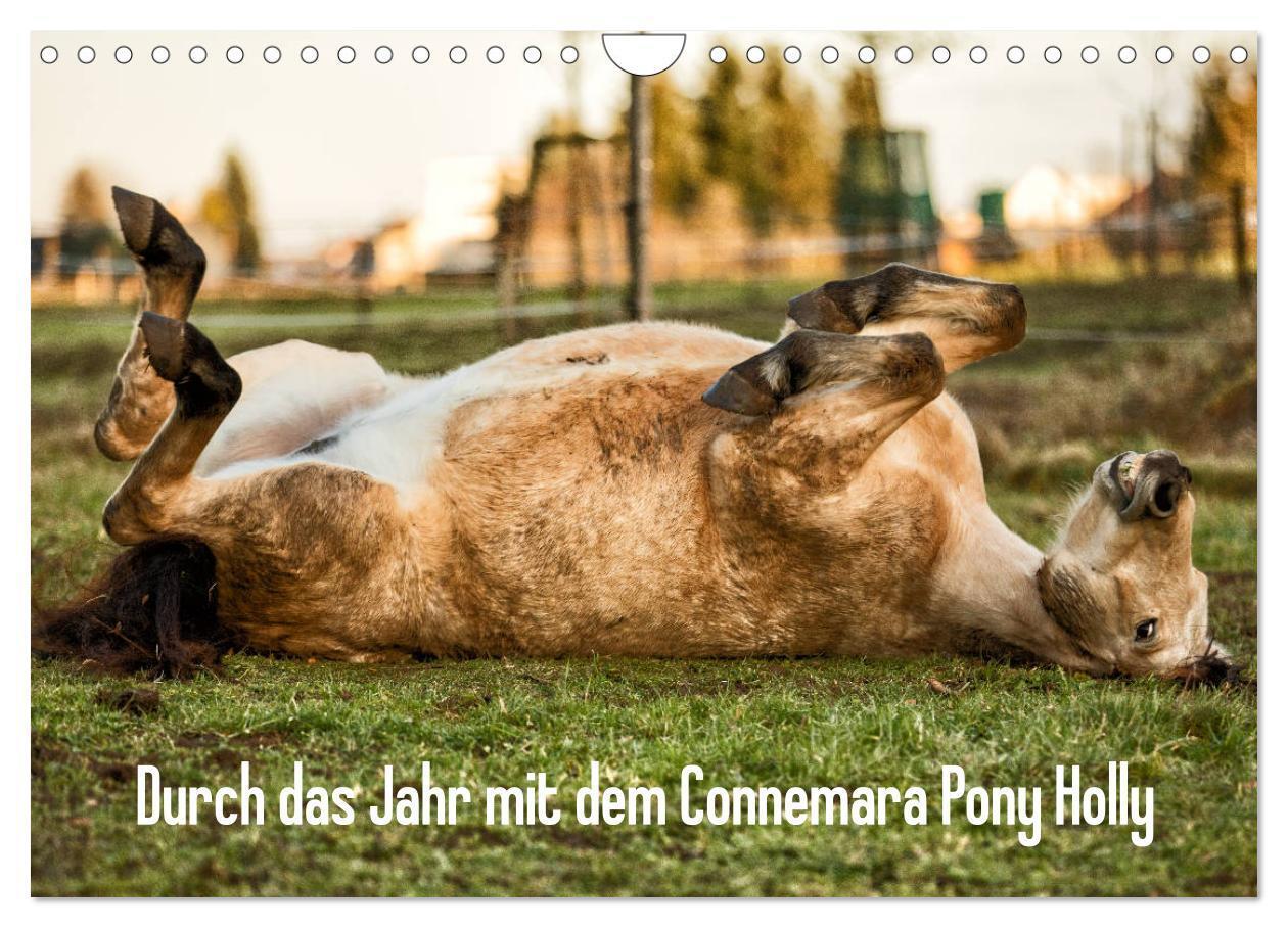 Cover: 9783435172542 | Durch das Jahr mit dem Connemara Pony Holly (Wandkalender 2025 DIN...