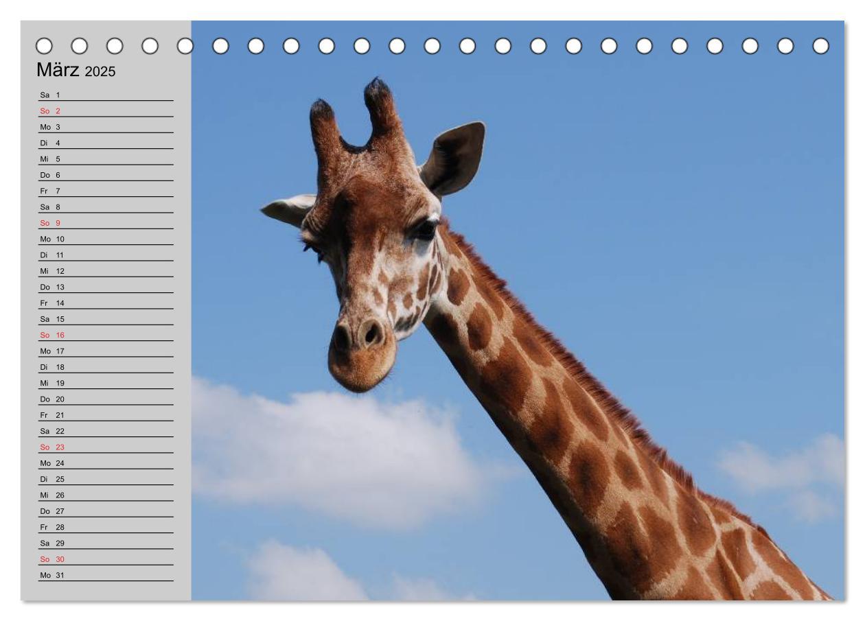 Bild: 9783435534012 | Giraffen. Dem Himmel so nah (Tischkalender 2025 DIN A5 quer),...