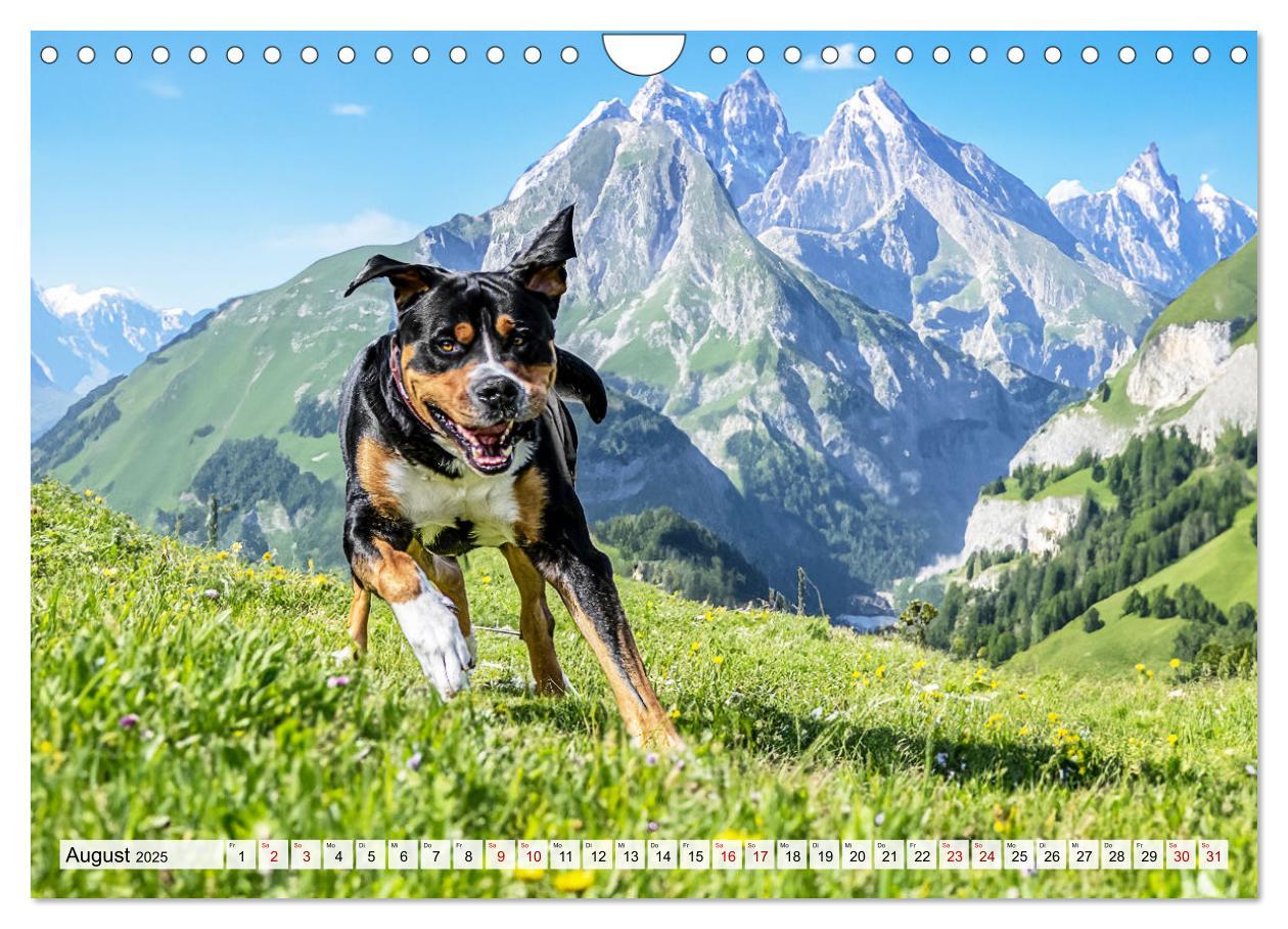 Bild: 9783457217979 | Große Schweizer - Gigantische Sennenhunde (Wandkalender 2025 DIN A4...