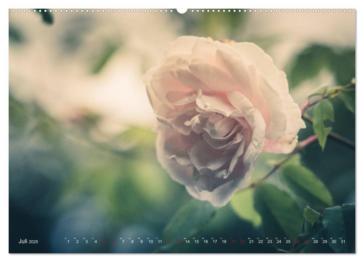 Bild: 9783435390380 | Die Welt der Alten Rosen (Wandkalender 2025 DIN A2 quer), CALVENDO...