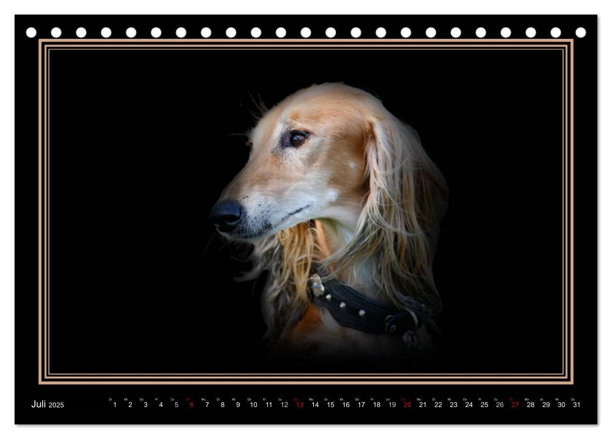 Bild: 9783383823916 | Saluki 2025 (Tischkalender 2025 DIN A5 quer), CALVENDO Monatskalender