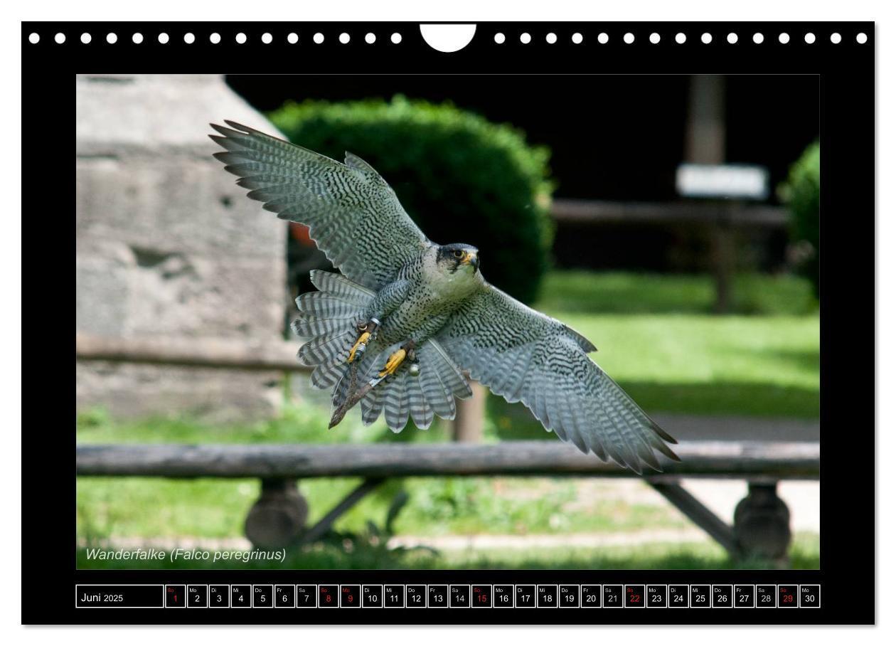 Bild: 9783435702282 | Falken im Flug und im Porträt (Wandkalender 2025 DIN A4 quer),...