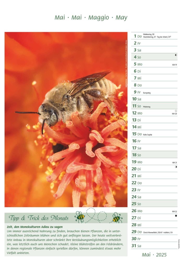 Bild: 4251732344399 | Alpha Edition - Bienen 2025 Bildkalender, 23,7x34cm, Kalender mit...