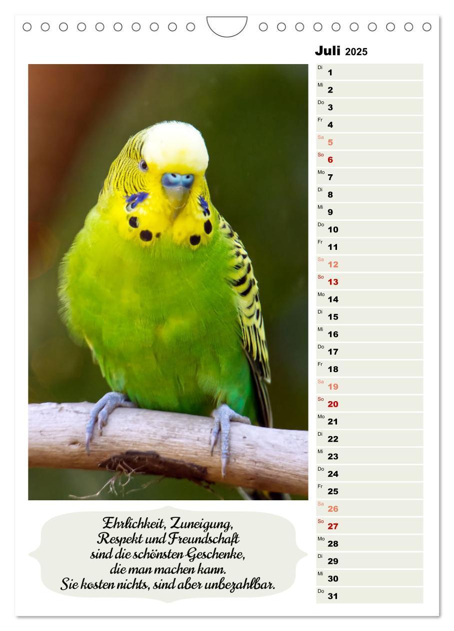 Bild: 9783435891009 | Niedliche Wellensittiche (Wandkalender 2025 DIN A4 hoch), CALVENDO...