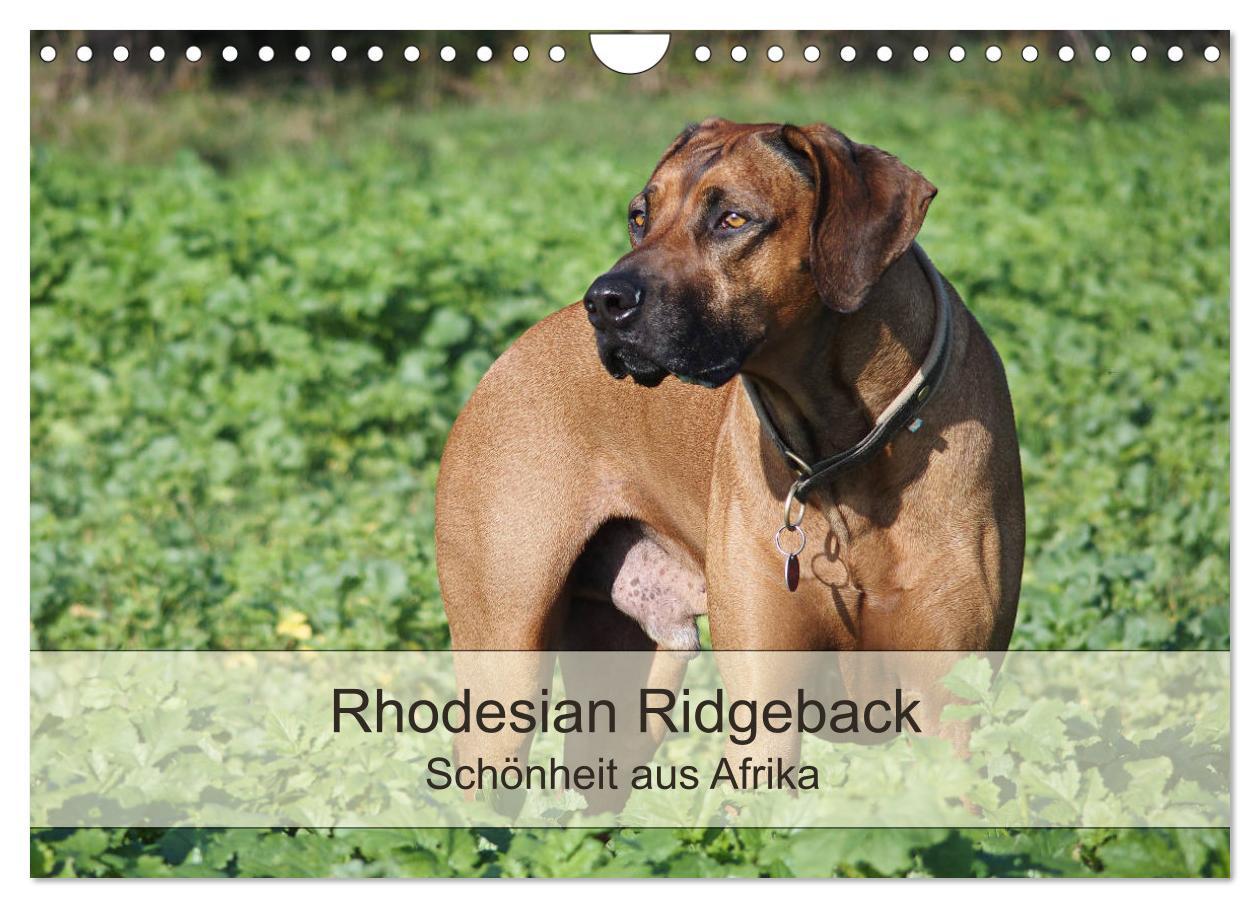 Cover: 9783435482894 | Rhodesian Ridgeback Schönheit aus Afrika (Wandkalender 2025 DIN A4...