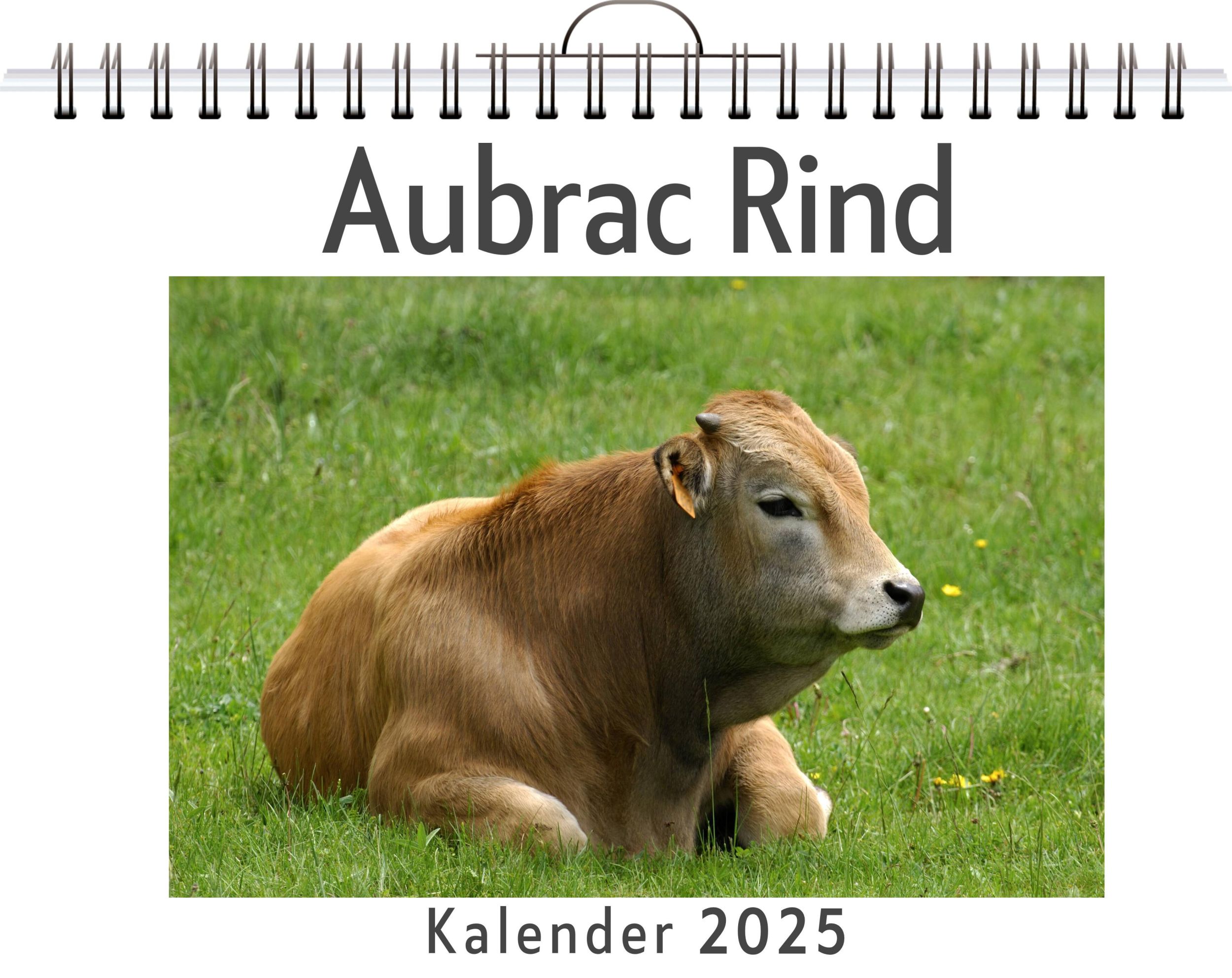 Cover: 9783759131058 | Aubrac Rind | Charlotte Müller | Kalender | Kalender | 14 S. | Deutsch