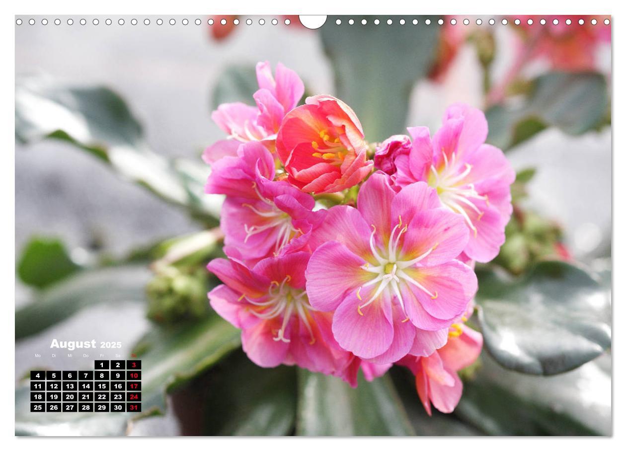 Bild: 9783435132775 | Lewisia, das Porzellanröschen (Wandkalender 2025 DIN A3 quer),...