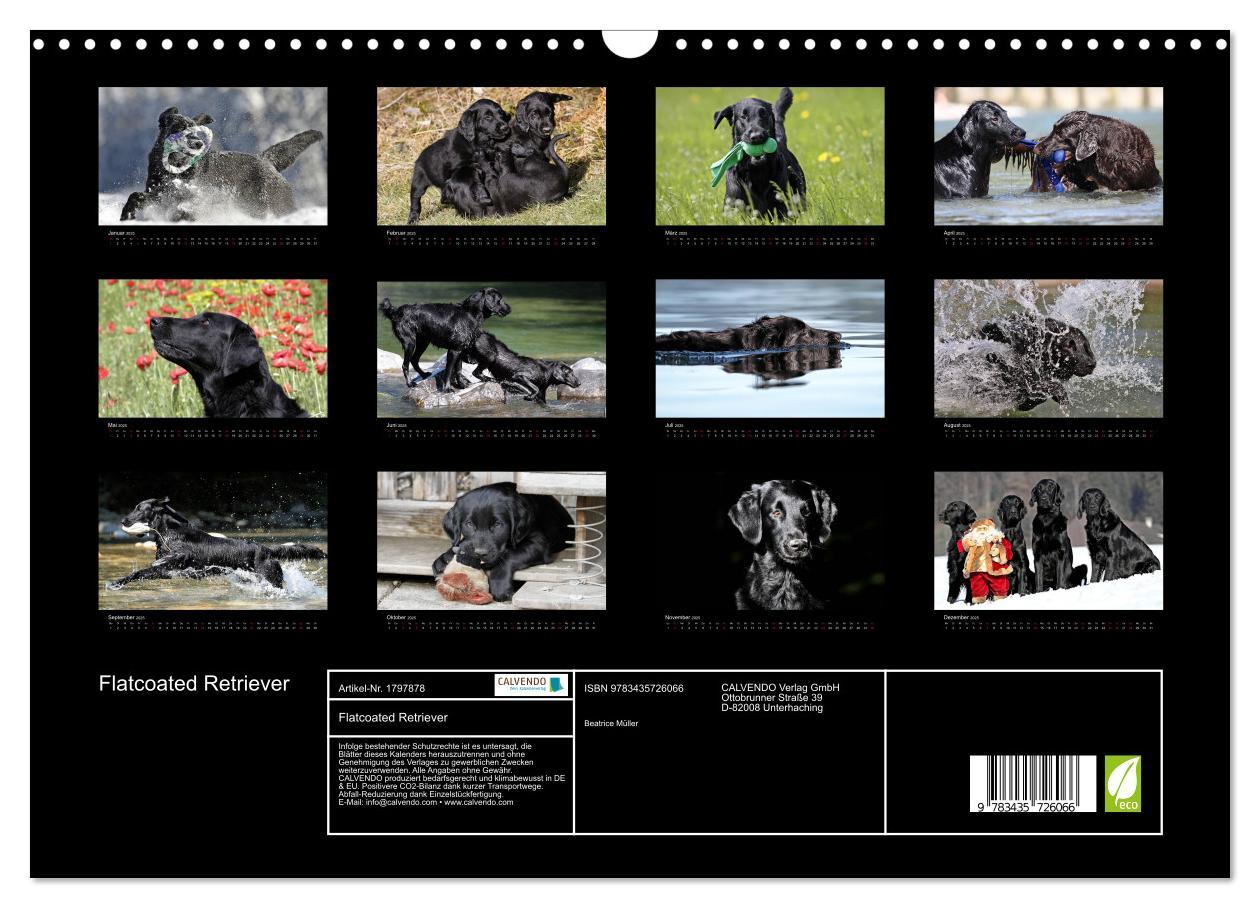 Bild: 9783435726066 | Flatcoated Retriever (Wandkalender 2025 DIN A3 quer), CALVENDO...