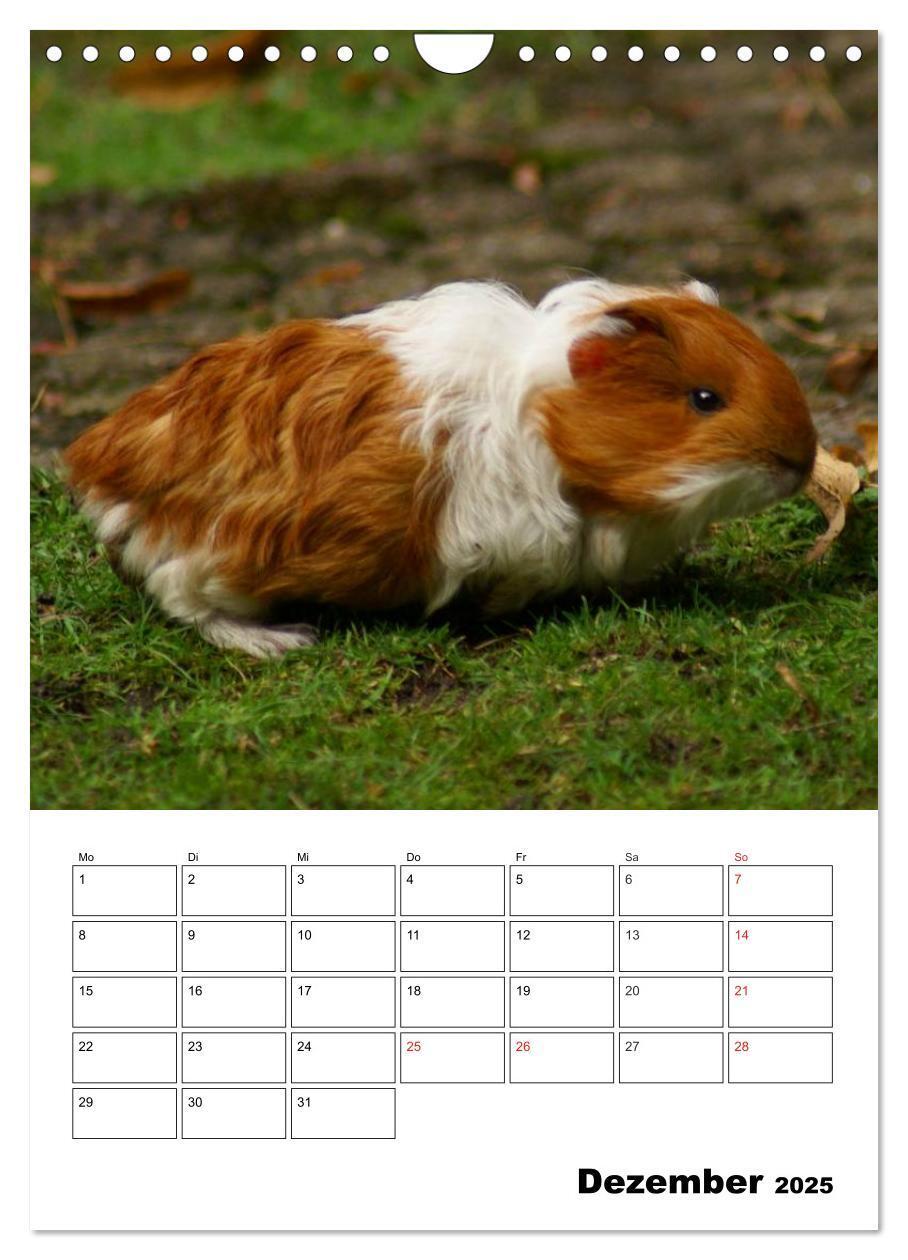 Bild: 9783457014820 | Meerschweinchen Terminplaner (Wandkalender 2025 DIN A4 hoch),...