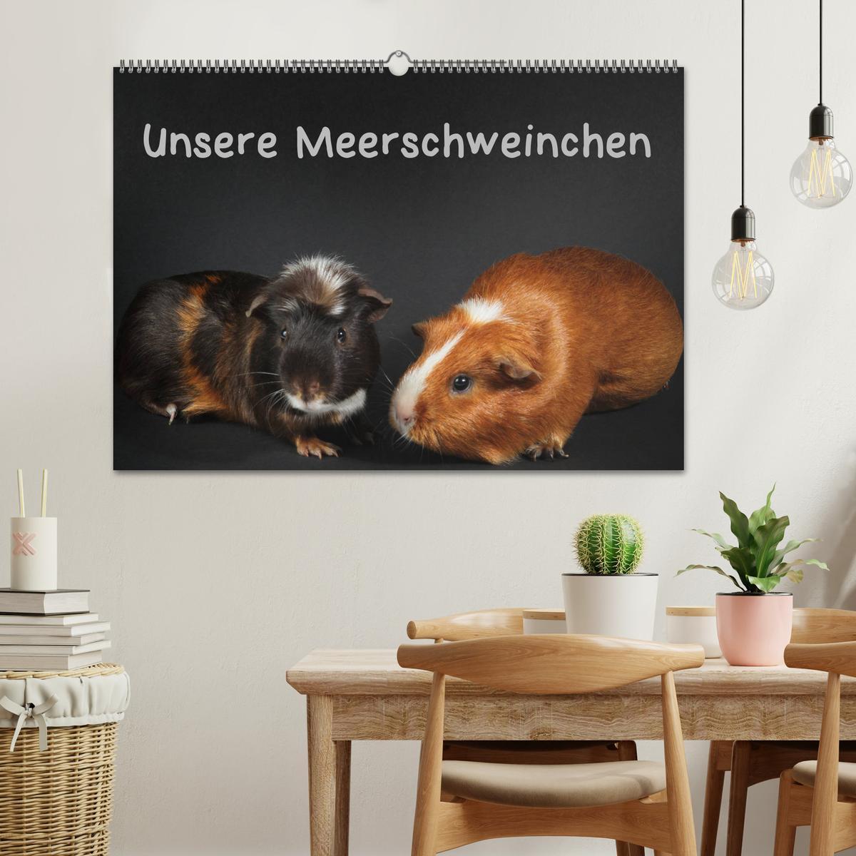 Bild: 9783435447978 | Unsere Meerschweinchen (Wandkalender 2025 DIN A2 quer), CALVENDO...