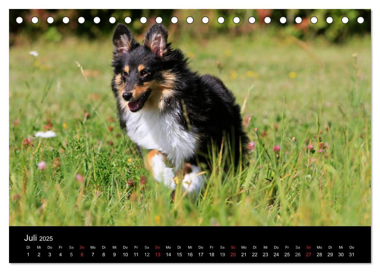 Bild: 9783435751624 | Shelties 2025 (Tischkalender 2025 DIN A5 quer), CALVENDO...