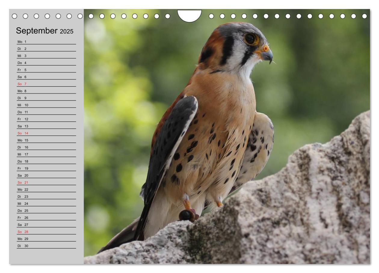 Bild: 9783435549535 | Falken und Greifvögel - Edle Jäger (Wandkalender 2025 DIN A4 quer),...