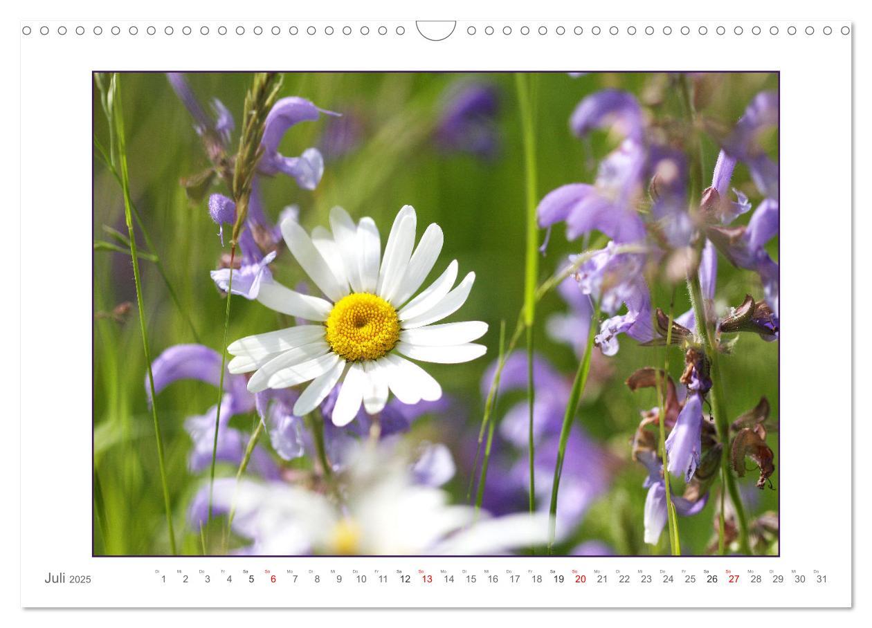 Bild: 9783435078141 | Sanfte Natur (Wandkalender 2025 DIN A3 quer), CALVENDO Monatskalender