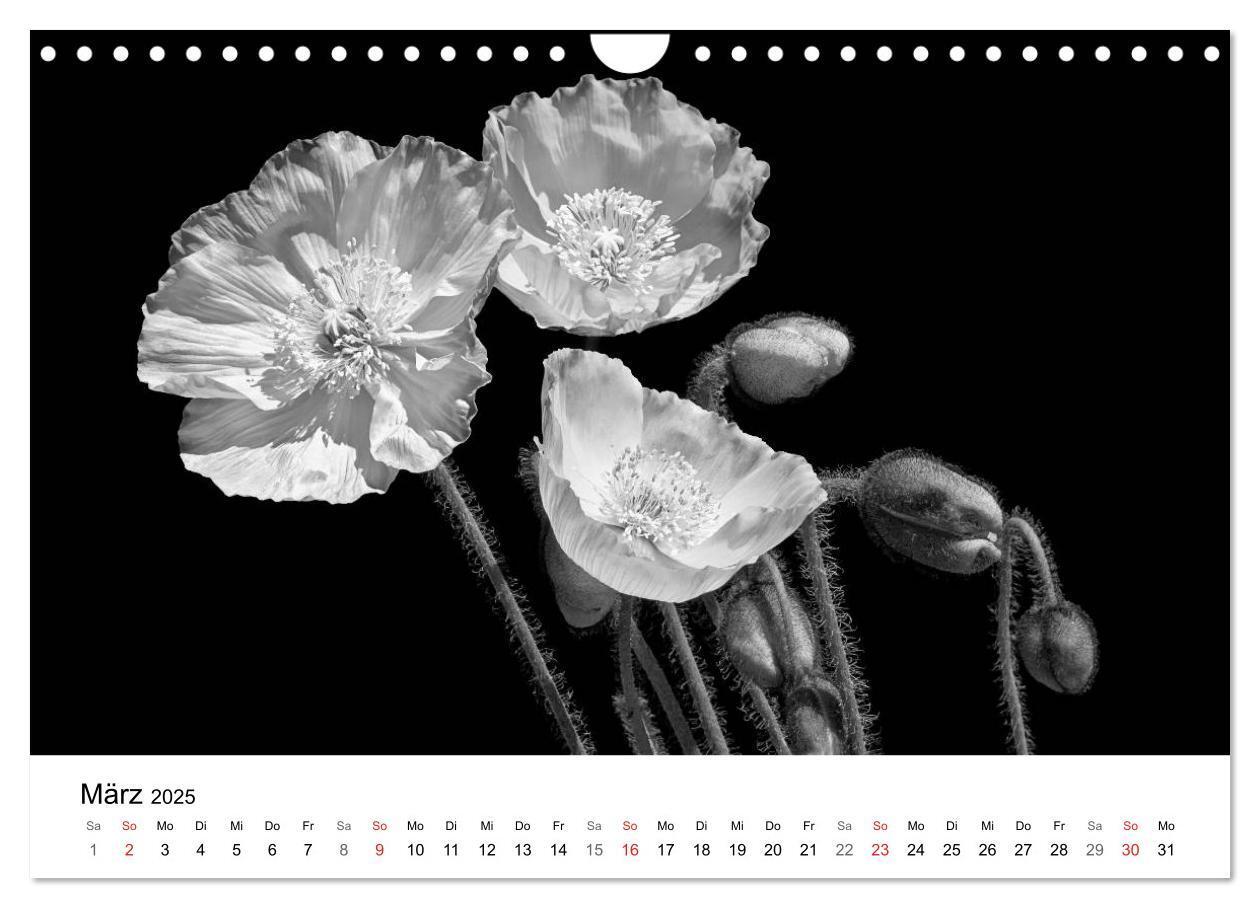 Bild: 9783435643356 | Blumen 2025, Schwarz-Weiß (Wandkalender 2025 DIN A4 quer), CALVENDO...