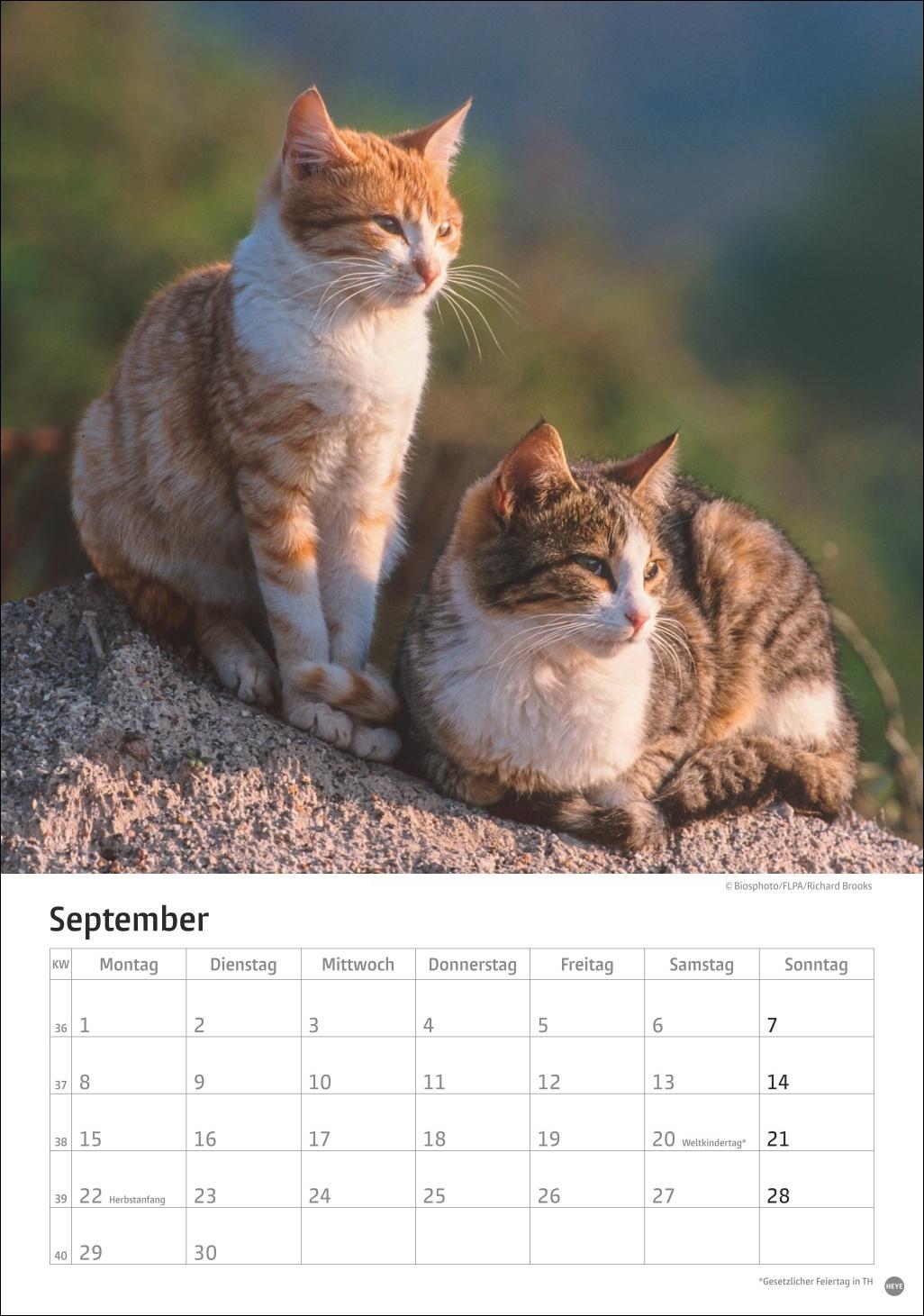 Bild: 9783756405589 | Katzen Kalender 2025 | Heye | Kalender | Spiralbindung | 13 S. | 2025