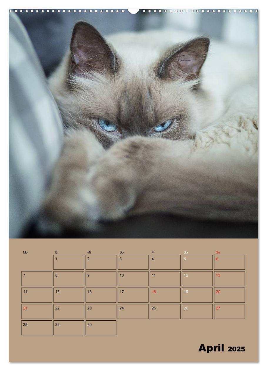 Bild: 9783457012505 | Ragdolls zum Verlieben (Wandkalender 2025 DIN A2 hoch), CALVENDO...